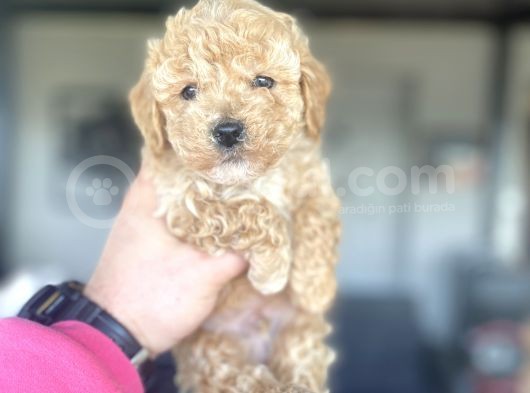 Di̇şi̇ Erkek Yoy Poodle Bebekler Çi̇ftli̇ği̇mi̇zden