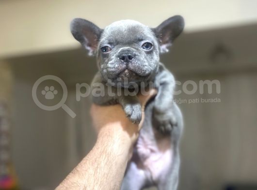 Blue French Bulldog Egzoti̇k