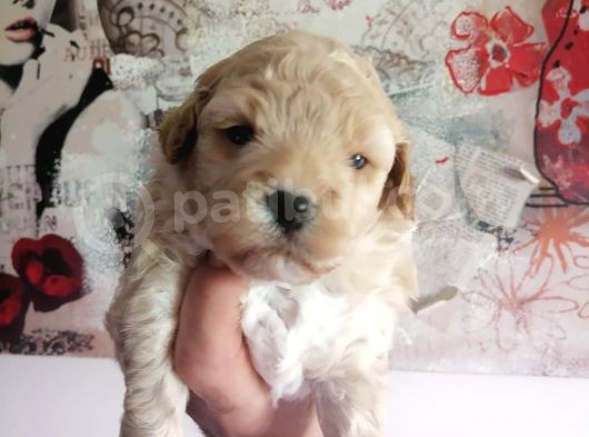 Muhteşem Maltipoo Anne Altından Rezerve Bebekler