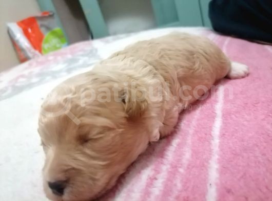 Muhteşem Maltipoo Anne Altından Rezerve Bebekler görsel