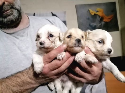 Muhteşem Maltipoo Anne Altından Rezerve Bebekler görsel