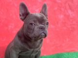 Güzeller Güzeli Dişi French Bulldog Blue Yavrumuz