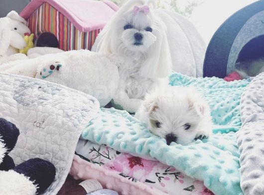 Maltipoo Saf Irk Korekani