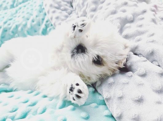 Maltipoo Saf Irk Korekani görsel