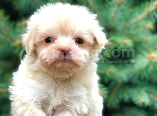 Ankara’nın En Güzel Maltipoo Yavruları