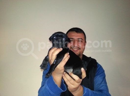 Siyah Renk Pug Mops Yavrumuz Dişi görsel