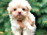 Ankara’nın En Güzel Maltipoo Yavruları