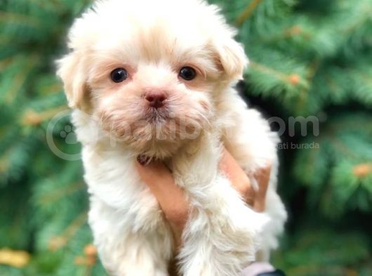 Ankara’nın En Güzel Maltipoo Yavruları görsel