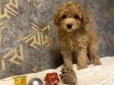 Çeşi̇t Çeşi̇t Toy Poodle Bebekler