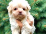 Ankara’nın En Güzel Maltipoo Yavruları