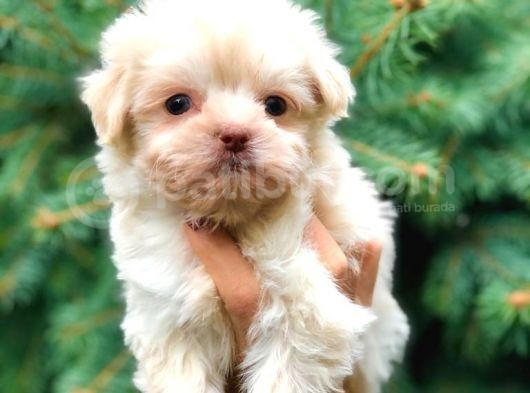 Ankara’nın En Güzel Maltipoo Yavruları görsel