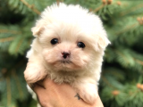 0 Numara Maltipoo