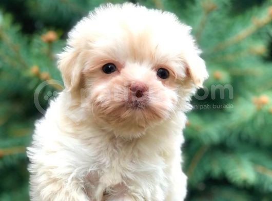 Ankara’nın En Güzel Maltipoo Yavruları görsel