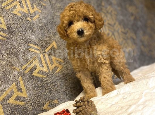Çeşi̇t Çeşi̇t Toy Poodle Bebekler görsel