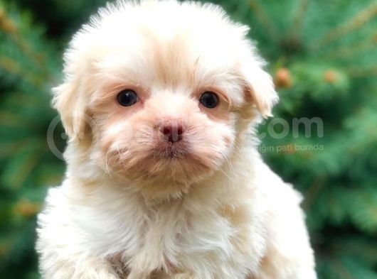 Ankara’nın En Güzel Maltipoo Yavruları görsel