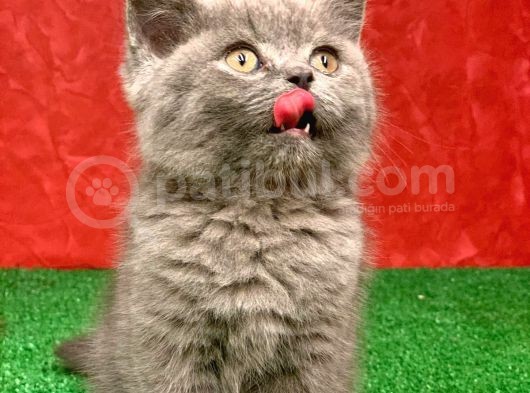 Bebek Yüzlü Orji̇nal Bri̇ti̇sh Shorthai̇r Di̇şi̇ Ve Erkek Yavrular