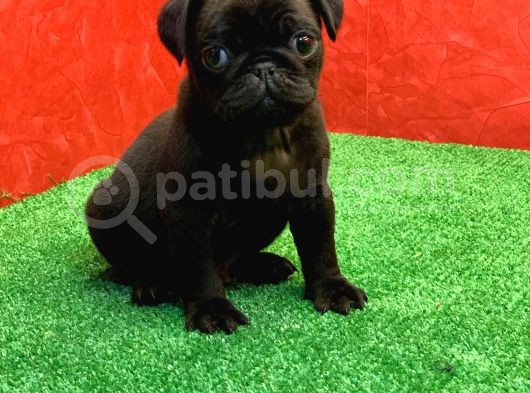 Gözleri̇ni̇zi̇ Kamaştiracak Güzelli̇kte Si̇yah Dişi Ve Erkek Pug görsel