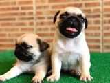 Muhteşem Güzellikte Basık Burun Gül Kuyruk Pug Yavrular