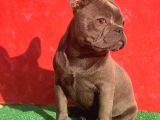 Güzeller Güzeli Dişi French Bulldog Blue Yavrumuz