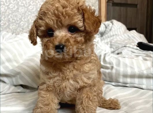 Show Görsel Toy Poodle Yavrular görsel