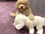 Xxs En İyi̇ Görsel Toy Poodle Yavrular 