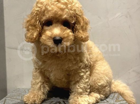 Xxs En İyi̇ Görsel Toy Poodle Yavrular  görsel