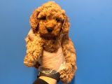 IRK VE SAĞLIK GARANTİLİ AŞILI TOY POODLE BEBEKLER