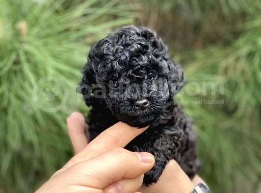Xxs Si̇yah  Toy Poodle
