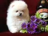 Teddy Bear Pomerani̇an Yavrular
