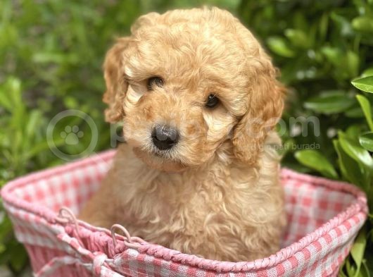 Toy Poodle Yavrular