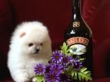 Teddy Bear Pomerani̇an Yavrular