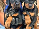 Kıng Doberman Yavrularımız Çiftliğimizden