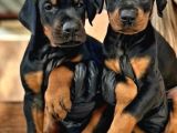 Kıng Doberman Yavrularımız Çiftliğimizden