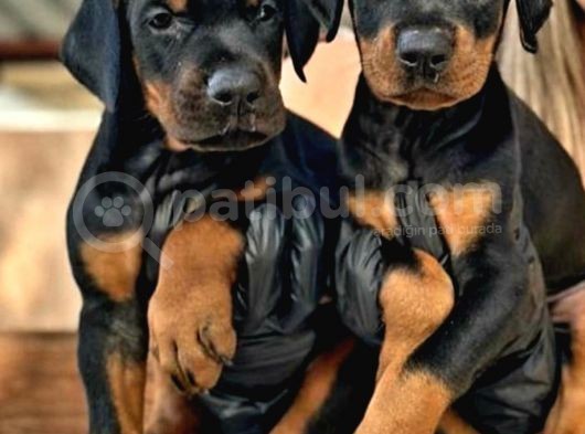 Kıng Doberman Yavrularımız Çiftliğimizden görsel
