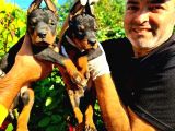 Kıng Doberman Yavrularımız Çiftliğimizden