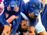 Kıng Doberman Yavrularımız Çiftliğimizden