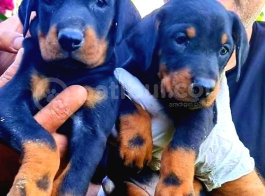 Kıng Doberman Yavrularımız Çiftliğimizden görsel