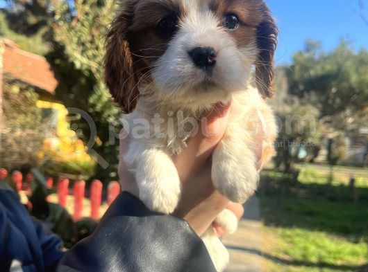 Mükemmel , Safkan Cavali̇er King Charles Bebekler görsel