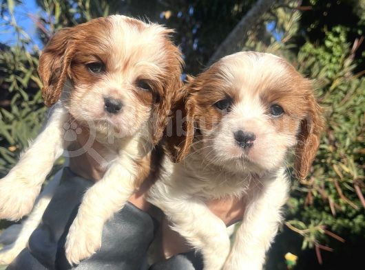 Mükemmel , Safkan Cavali̇er King Charles Bebekler görsel