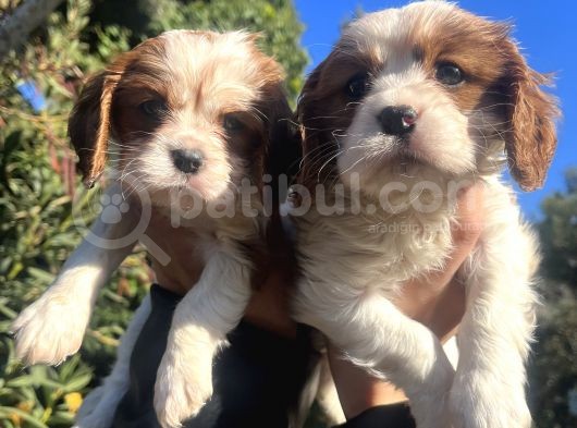 Mükemmel , Safkan Cavali̇er King Charles Bebekler görsel