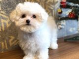 AŞILI ORJİNAL MALTESE TERRİER BEBEKLER