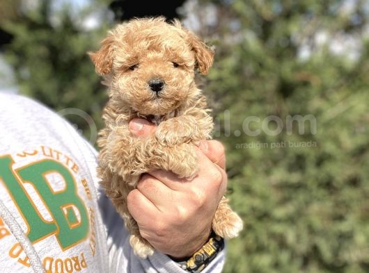 Teacup Di̇şi̇ Poodle Yavrumjz