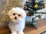 Aşili Orji̇nal Maltese Terri̇er Bebekler