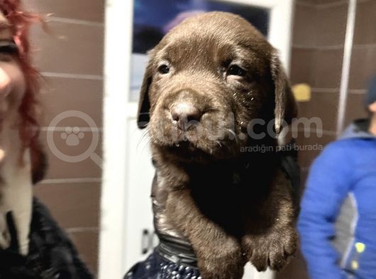 Mükemmel Çi̇kolata-Şampanya-Si̇yah Labrador Yavrularimiz görsel