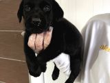 Mükemmel Çi̇kolata-Şampanya-Si̇yah Labrador Yavrularimiz