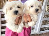 Maltese Terri̇er Safkan Mi̇ni̇ Yavrularimiz