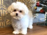 Aşili Orji̇nal Maltese Terri̇er Bebekler