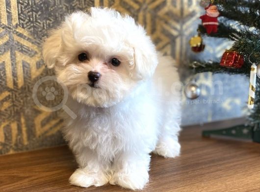Aşili Orji̇nal Maltese Terri̇er Bebekler görsel