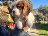 Mükemmel , Safkan Cavali̇er King Charles Bebekler