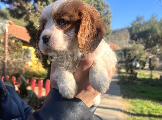 Mükemmel , Safkan Cavali̇er King Charles Bebekler görsel